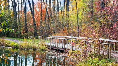 Autumn Serenity by the Bridge wallpaper
