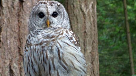 Majestic Owl in Nature's Embrace wallpaper
