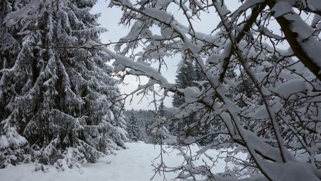 Winter Wonderland in a Snowy Forest wallpaper