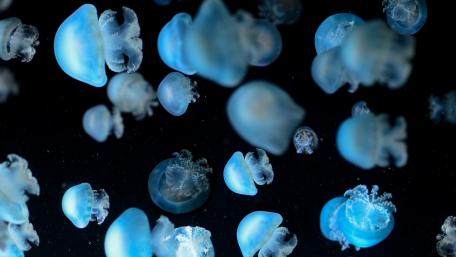 Mesmerizing Dance of Jellyfish in Blue Waters wallpaper