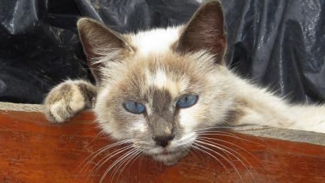 Charming Blue-Eyed Cat Resting Quietly wallpaper