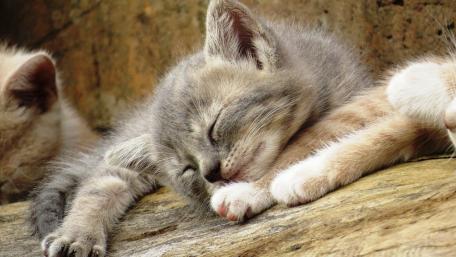 Charming Sleeping Kitten Wallpaper wallpaper