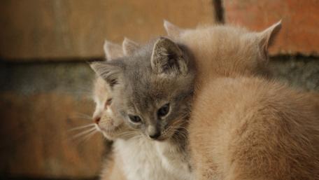Cute Kittens Cuddling Together wallpaper