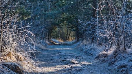 Serene Frosty Pathway Through the Woods wallpaper