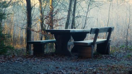 Serene Bench Amidst Nature's Calmness wallpaper