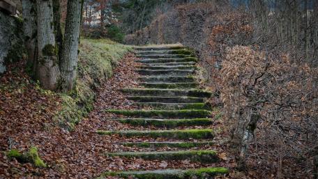 Serene Forest Pathway Amidst Autumn Leaves wallpaper