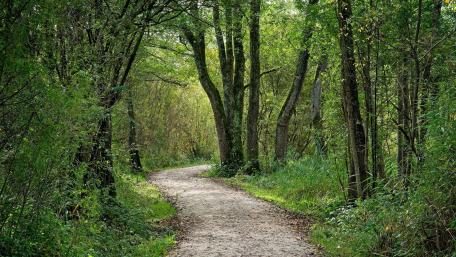 Serene Forest Pathway Welcomes Nature's Embrace wallpaper