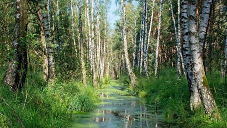 Serene Birch Forest by a Tranquil Waterway wallpaper