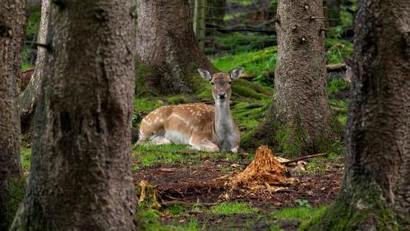 Serene Doe Resting in Tranquil Forest Scene wallpaper