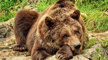 Majestic Brown Bear Resting in Nature wallpaper