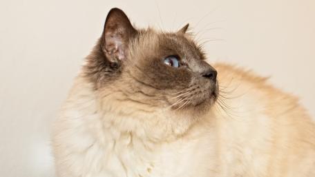 Elegant Birman Cat Captured in Soft Light wallpaper