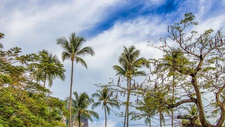 Tropical Serenity Beneath the Skies wallpaper