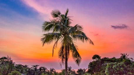 Serene Sunset with Palm Trees wallpaper