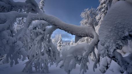Winter Wonderland Captured in Snowy Serenity wallpaper