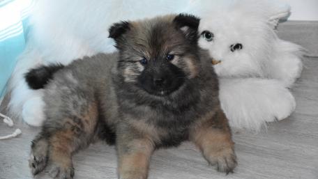 Playful Puppy and Plush Companion Wallpaper wallpaper