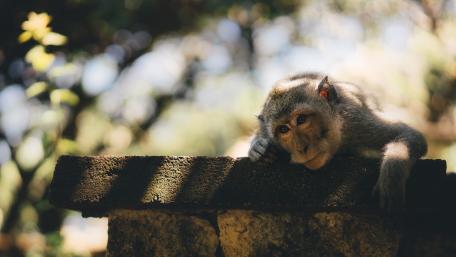 Pensive Monkey Relaxing in Nature's Embrace wallpaper