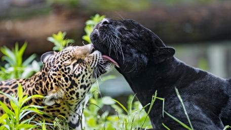 Black Panther and Leopard Playful Bonding Session wallpaper