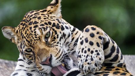Majestic Leopard in Natural Habitat wallpaper