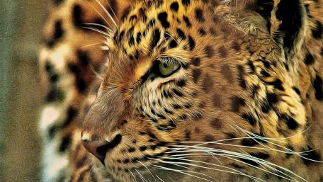 Majestic Leopard in Artistic Style wallpaper