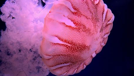 Graceful Jellyfish Dance in Deep Waters wallpaper