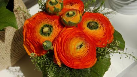 Vibrant Orange Ranunculus Bouquet wallpaper