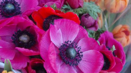 Vibrant Anemones in Bloom wallpaper