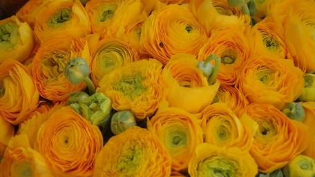 Vibrant Yellow Ranunculus Blooms Decorate Your Space wallpaper