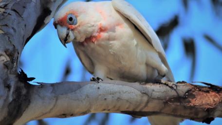 Gentle Rose-Breasted Cockatoo in Nature's Embrace wallpaper