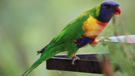 Vibrant Rainbow Lorikeet Perched on a Feeder wallpaper
