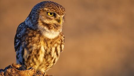 Majestic Owl in Golden Light wallpaper