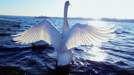 Graceful Swan Spreading Its Wings Over Sparkling Water wallpaper