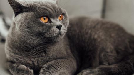Graceful British Shorthair Cat with Striking Eyes wallpaper