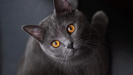 Majestic Grey British Shorthair Cat Wallpaper wallpaper