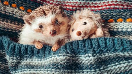 Pocket hedgehog wallpaper