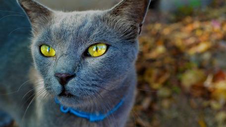 Majestic British Shorthair Cat Wallpaper wallpaper