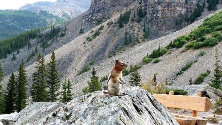 Curious Squirrel in Majestic Mountains wallpaper
