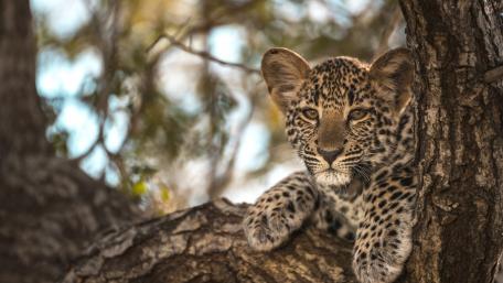 Leopard Cub Relaxing in a Tree wallpaper