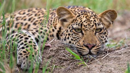 Majestic Leopard in Relaxation wallpaper