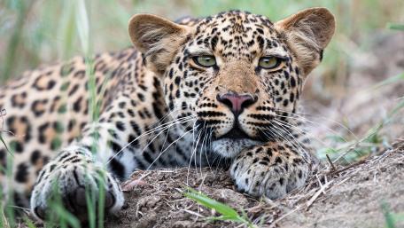 Majestic Leopard Relaxing in Nature wallpaper