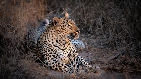 Majestic Leopard in the Wild wallpaper
