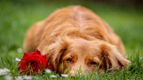 Golden Retriever with a Rose on the Grass wallpaper