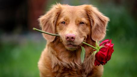 Charming Dog Holding a Rose in Its Mouth wallpaper