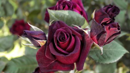 Elegant Dark Red Roses in Blooming Harmony wallpaper