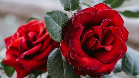 Elegant Red Roses in Bloom wallpaper