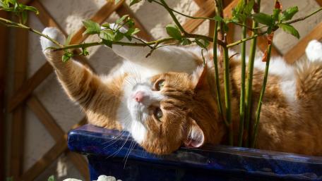 Playful Cat Among Plants wallpaper