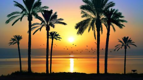 Serene Sunset Over Palm Trees Beauty wallpaper