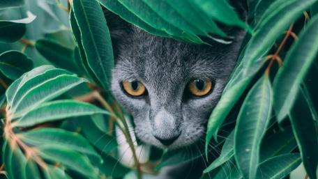Mystical Cat Among Lush Greenery wallpaper