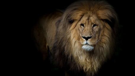 Majestic Lion in Shadows wallpaper