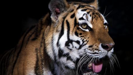 Majestic Tiger in Shadows wallpaper