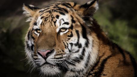 Majestic Tiger Gaze in Natural Habitat wallpaper